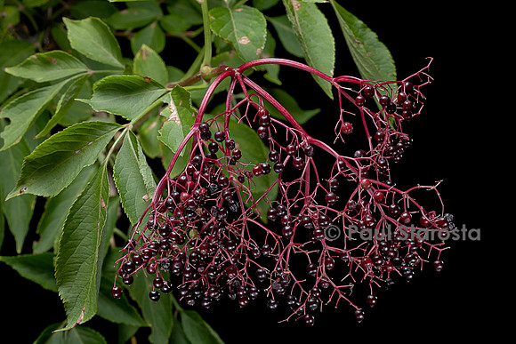 Sambucus nigra (grand sureau, sureau noir, arbre de Judas) - fruits