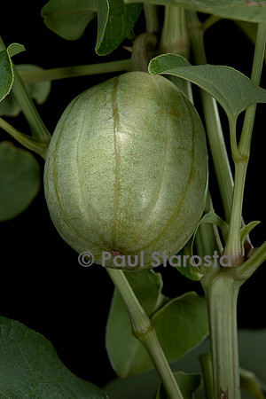 Aristolochia clematitis (aristoloche clématite) - fruit