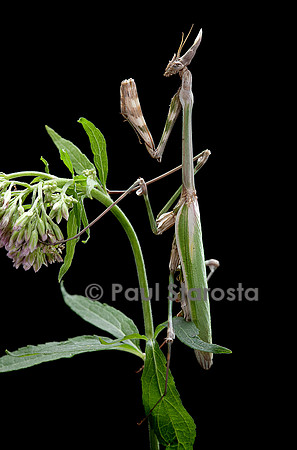 Empusa pennata (empuse commune)