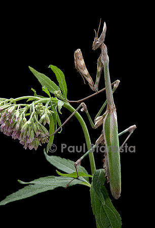 Empusa pennata (empuse commune)