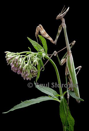 Empusa pennata (empuse commune)