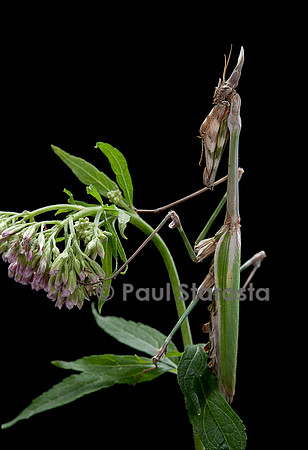 Empusa pennata (empuse commune)