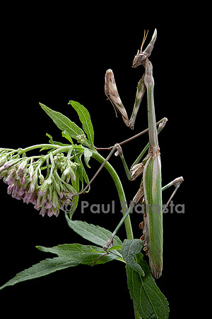 Empusa pennata (empuse commune)