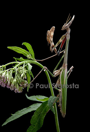Empusa pennata (empuse commune)