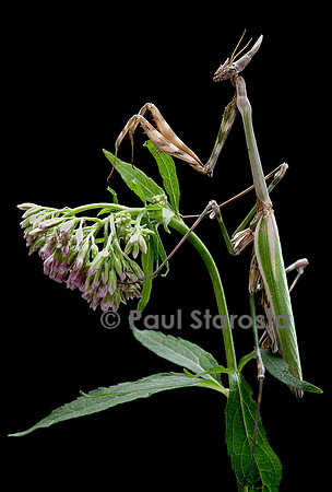 Empusa pennata (empuse commune)