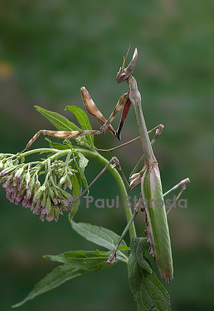 Empusa pennata (empuse commune)