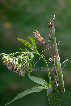 Empusa pennata (empuse commune)