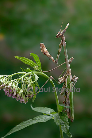 Empusa pennata (empuse commune)