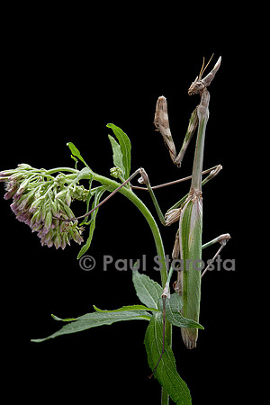 Empusa pennata (empuse commune)