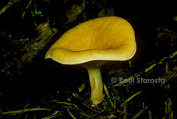 Paralepista flaccida (clitocybe inversé)