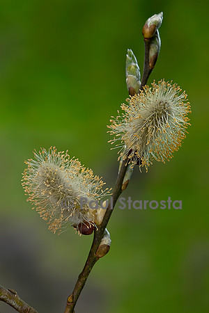 Salix caprea (saule marsault) - chatons mâles