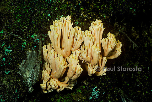 Ramaria formosa (clavaire jolie, ramaire élégante)