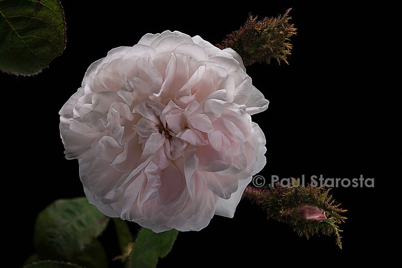 Rosa X centifolia muscosa alba