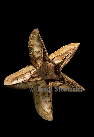 Sloanea rhodantha (voanana) - fruit