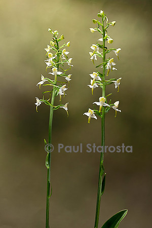 Platanthera chlorantha (platanthère à fleurs verdâtres, orchis verdâtre, orchis des montagnes)