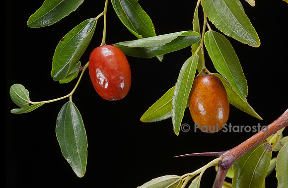 Ziziphus jujuba (jujubier) - fruit (jujube)
