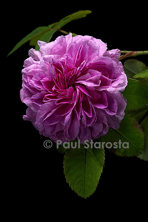 Rosa X damascena ‘Blush Damask’