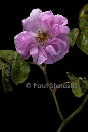 Rosa X centifolia (Rose de Mai)