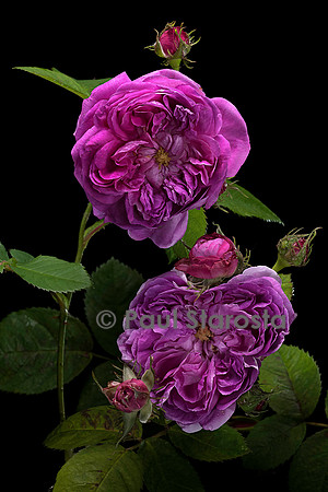 Rosa gallica ‘Dumortier’