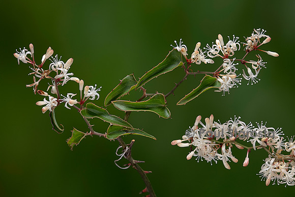 Smilax aspera (salsepareille, salsepareille d'Europe, liseron épineux) - inflorescence