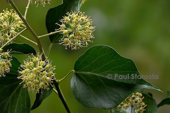 Hedera helix (lierre, lierre grimpant) - inflorescence