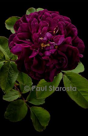 Rosa gallica ‘Tuscany Superb’