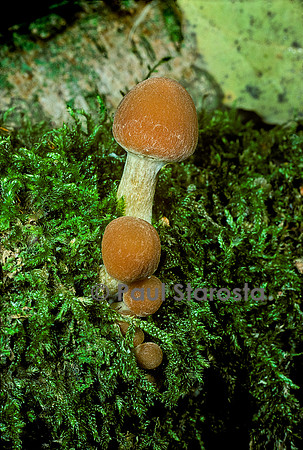 Psathyrella piluliformis (psathyrelle hydrophile, hypholome hydrophile)