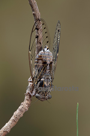 Cicada orni (cigale grise, cigale de l’orne)