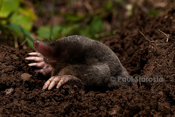 Talpa europaea (taupe)
