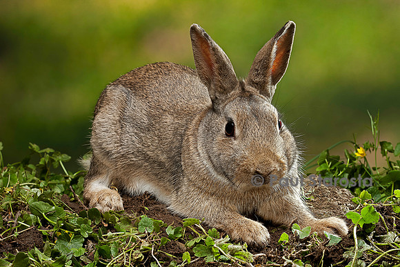 Oryctolagus cuniculus (lapin de garenne)
