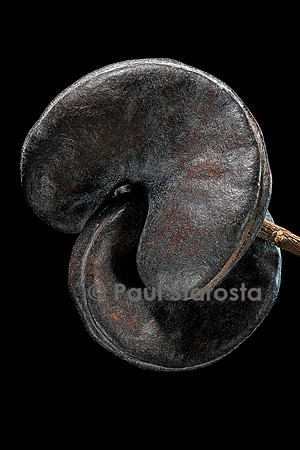 Enterolobium contortisiliquum (guanacaste) - fruit