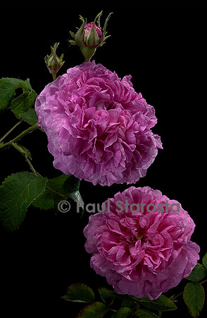 Rosa gallica ‘Duchesse de Berry’