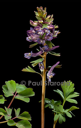 Corydalis solida (corydale)