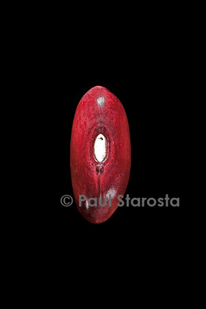 Phaseolus vulgaris (haricot) Hormaux Wade