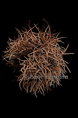 Sloanea dentata (châtaignier grandes feuilles) - fruit