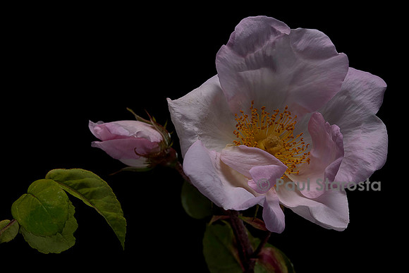 Rosa gallica 'Agatha Incarnata'