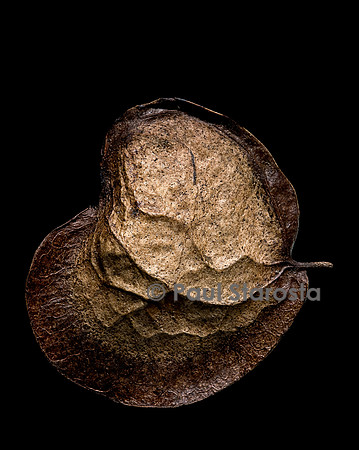 Pterocarpus officinalis (palétuvier,  sang-dragon) - fruit