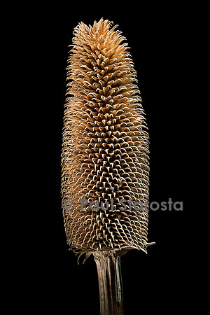 Dipsacus fullonum (cardère à foulon)