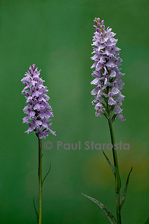 Dactylorhiza maculata (orchis tacheté)