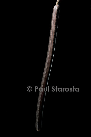 Cassia fistula (cytise indien, casse)