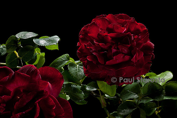 Rosa X damascena ‘Thor’