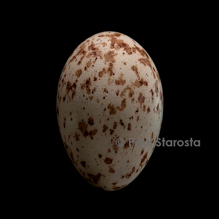 Amblyospiza albifrons (amblyospize) - œuf