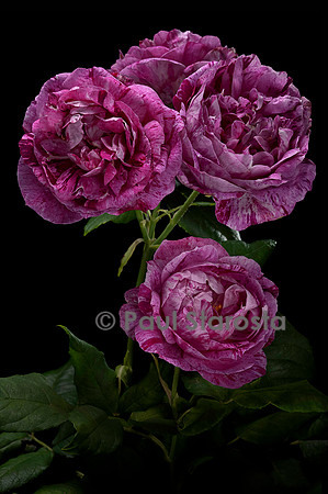 Rosa gallica ‘Belle Doria’