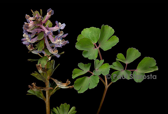 Corydalis solida (corydale)
