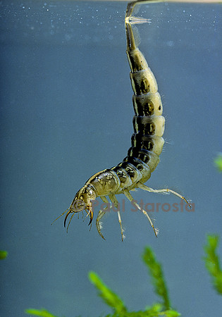 Dytiscus marginalis (dytique bordé) - larve