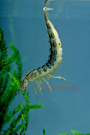 Dytiscus marginalis (dytique bordé) - larve