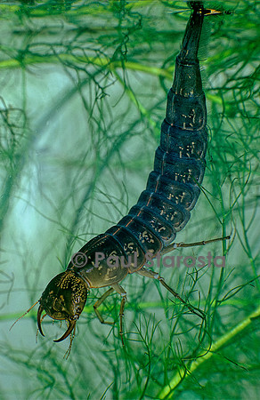 Dytiscus marginalis (dytique bordé) - larve