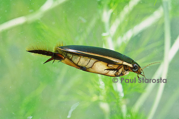 Dytiscus dimidiatus (dytique) - nageant