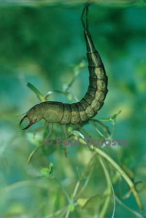 Dytiscus marginalis (dytique bordé) - larve