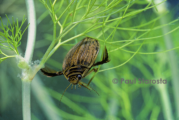 Acilius sulcatus (dytique abeille)